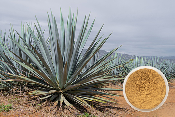 What is Yucca Extract?